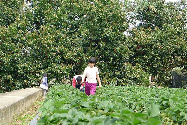 PhotoCap_071 PhotoCap_071