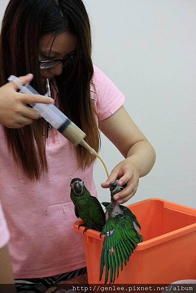 群鸚飛舞館 鸚鵡