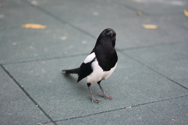 bird