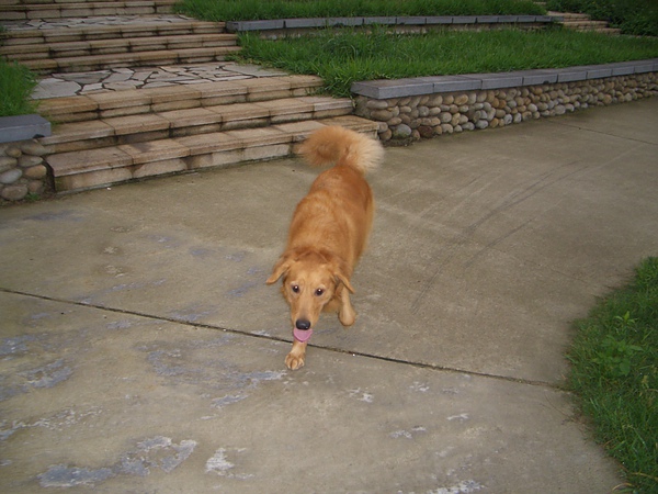 跑起來超可愛的XD