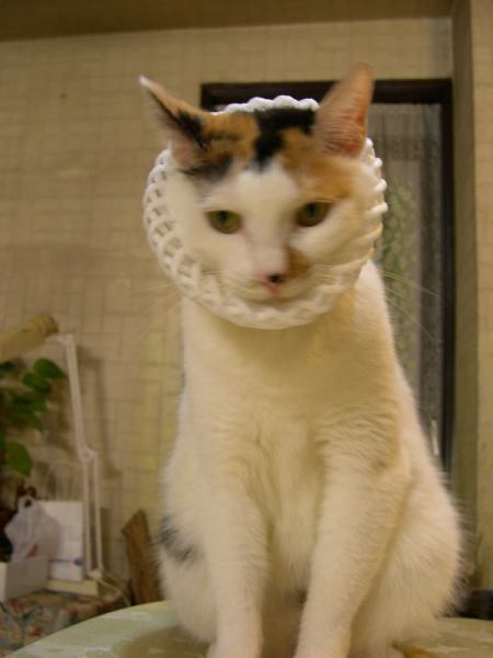stylish meow