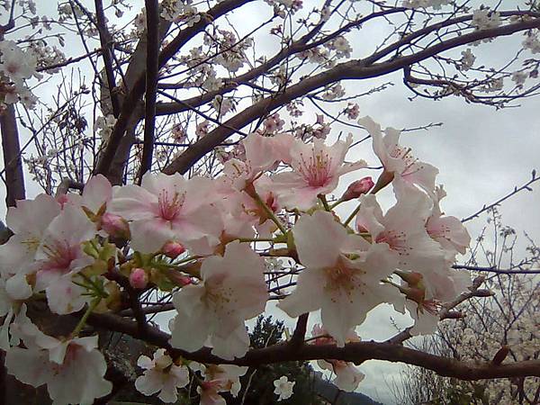 影像6462 影像6462