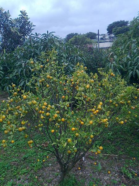 相片2217 相片2217