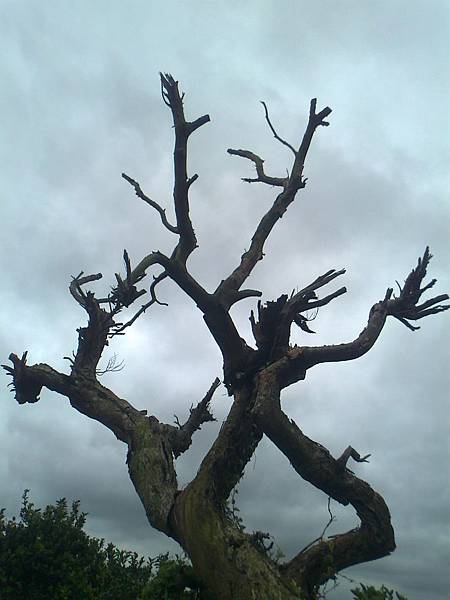 相片2219 相片2219