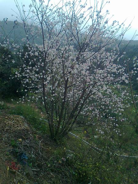 相片2250 相片2250