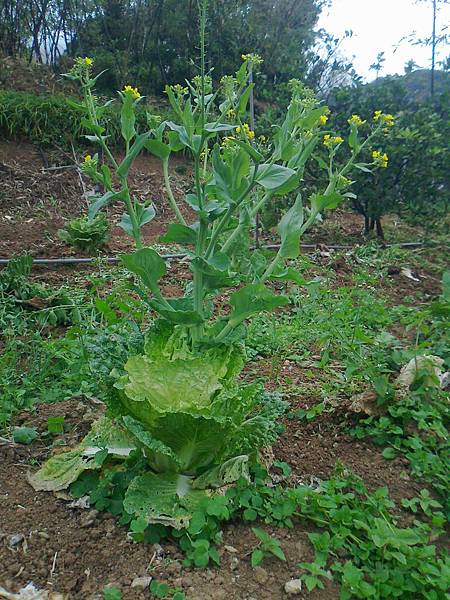 相片2267 相片2267