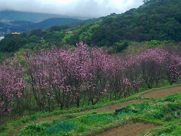 相片2277 相片2277