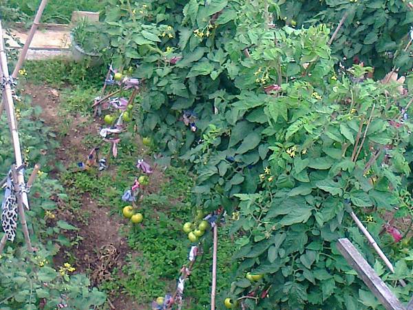 相片2287 相片2287