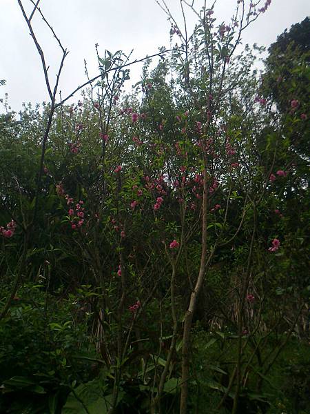 相片2294 相片2294