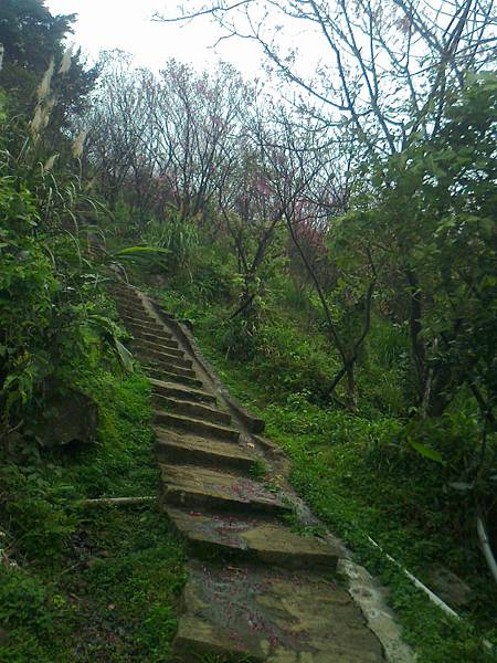 相片2295 相片2295