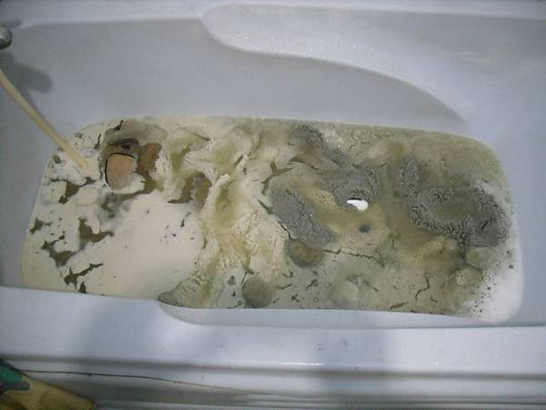 聖伯納犬布偶清洗、換棉、大修補