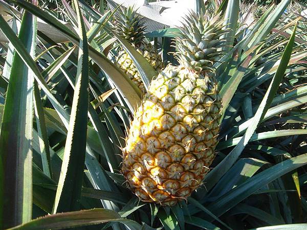 冠賢鳳梨照片+014[1]