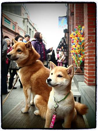 柴犬 柴犬