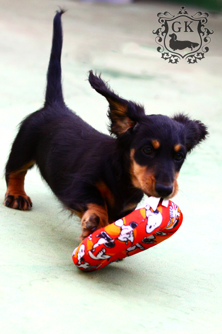 IMG_66490大 IMG_66490大