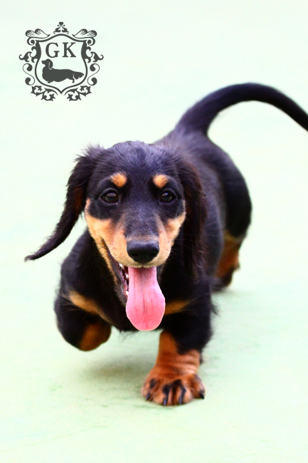 IMG_66590大 IMG_66590大