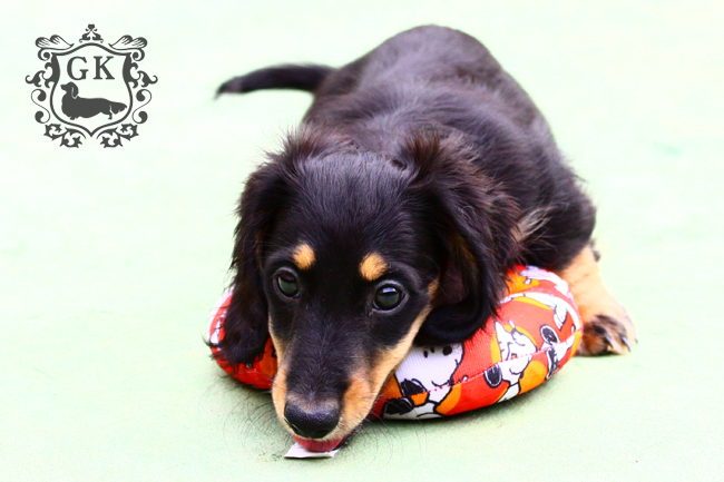 IMG_66890小 IMG_66890小