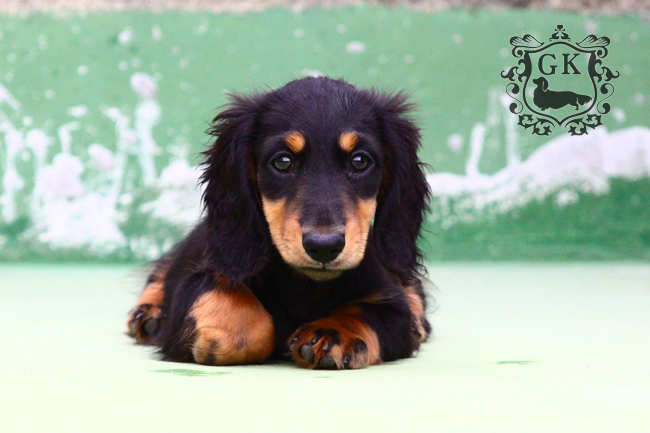 IMG_67390大 IMG_67390大