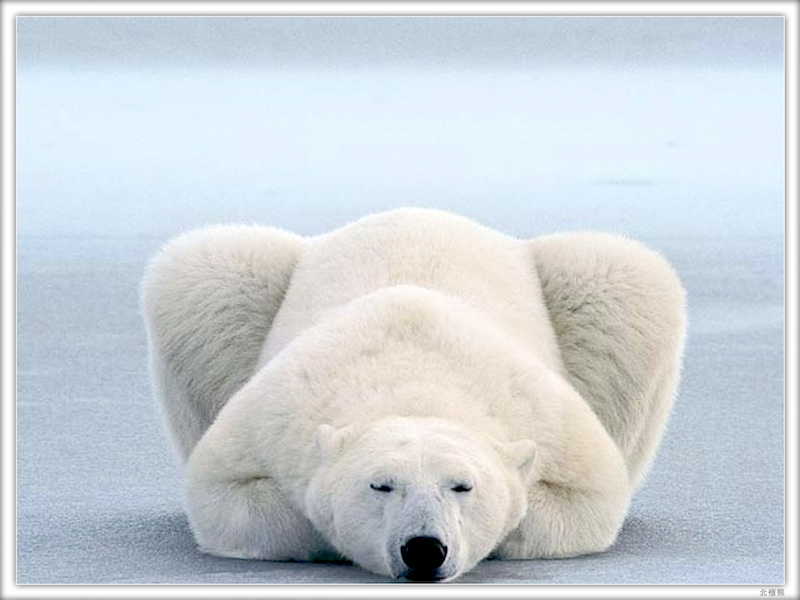 bear.png bear.png