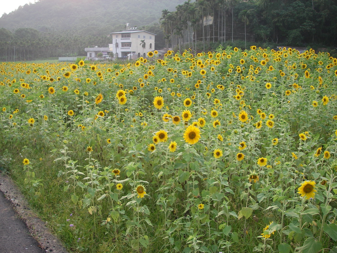 IMGP0050_大小 .JPG IMGP0050_大小 .JPG