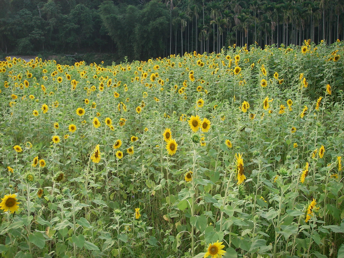 IMGP0051_大小 .JPG IMGP0051_大小 .JPG