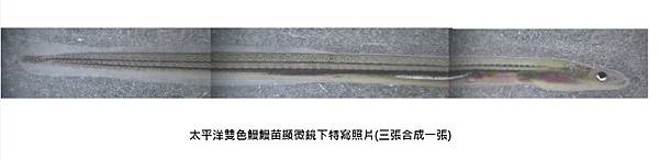 太平洋雙色鰻合成特寫鏡頭