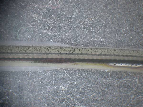 太平洋雙色鰻背鰭臀鰭照