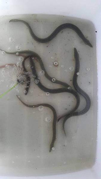 菲律賓苗中的日本鰻