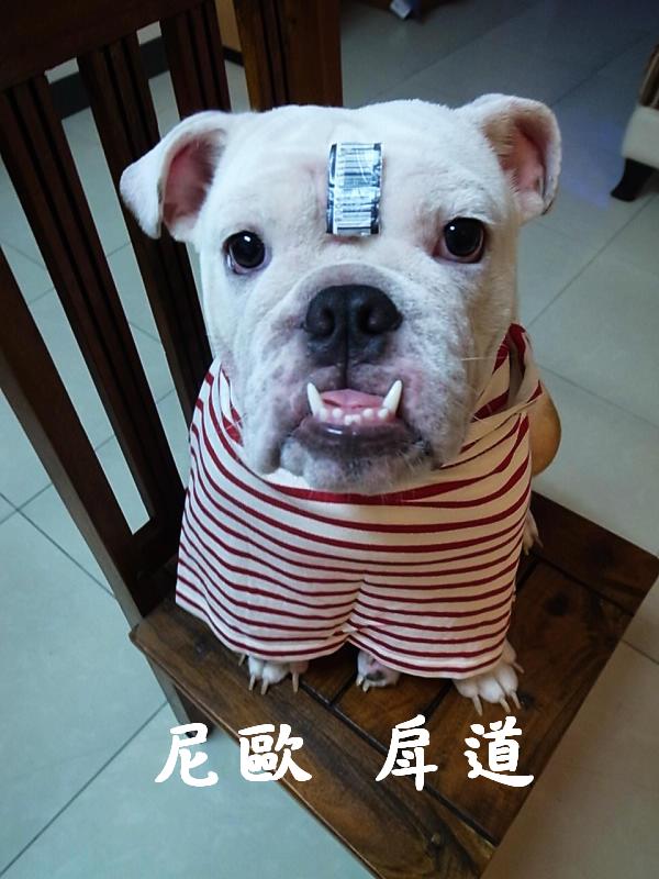 義大.尼歐戽道 029.jpg 義大.尼歐戽道 029.jpg