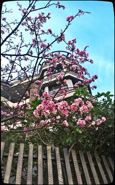 路邊櫻花圖桂花香