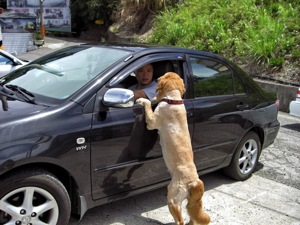 黃金獵犬_福妹38.jpg