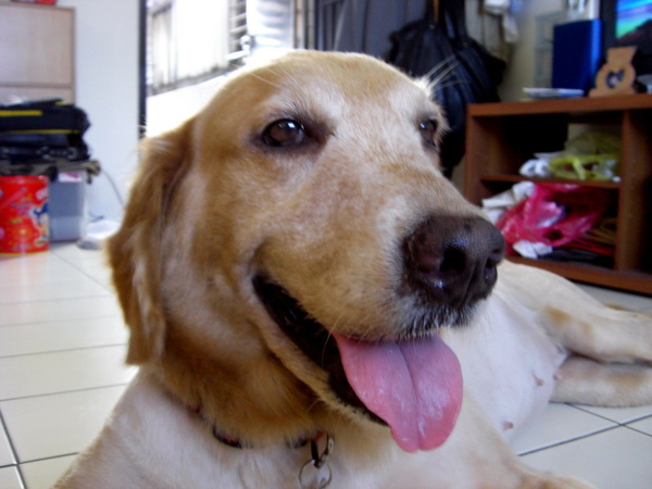 黃金獵犬_福妹40.jpg 黃金獵犬_福妹40.jpg