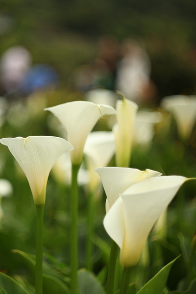 IMG_1453.jpg IMG_1453.jpg