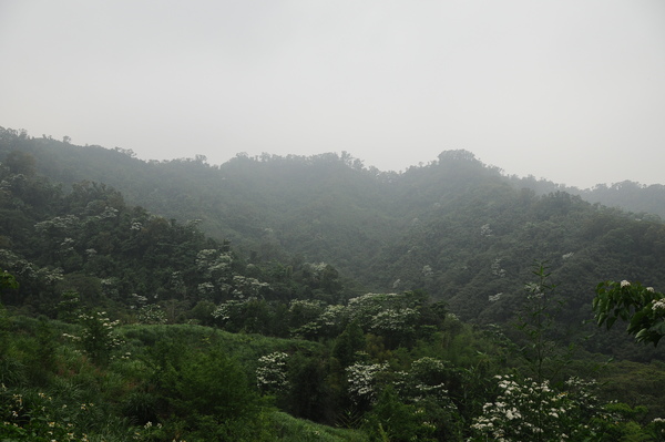 油桐花01.JPG