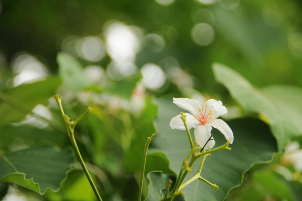 油桐花02.JPG