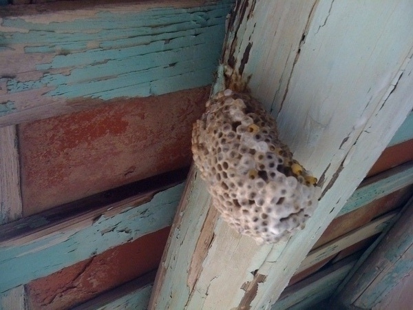 歡雅獵蜂行動02.jpg