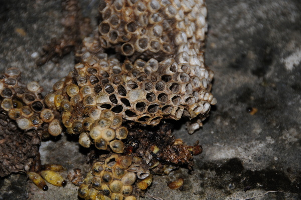 歡雅獵蜂行動03.JPG