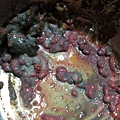 腐敗紅豆湯 - 1 month02.jpg