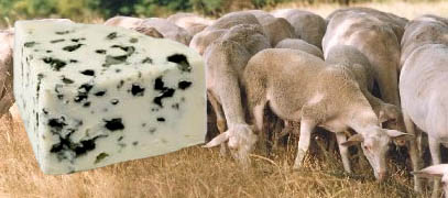 roquefortfromagebrebis