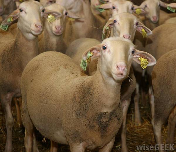 lacaune-ewes