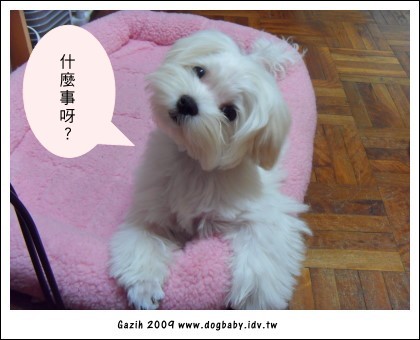 20090315-2.jpg 20090315-2.jpg