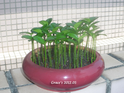 種子盆栽_柚子1