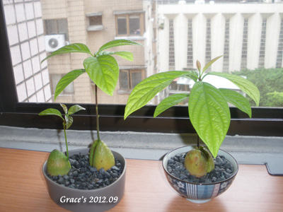 種子盆栽_酪梨2_1