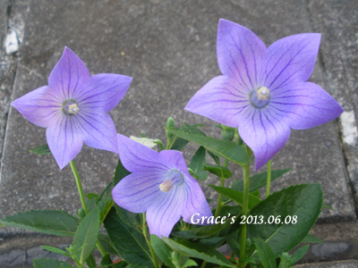 中國桔梗_1020608