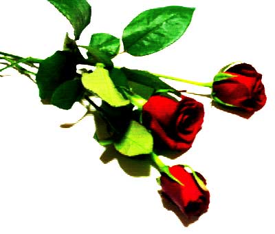 rose1-1.jpg rose1-1.jpg
