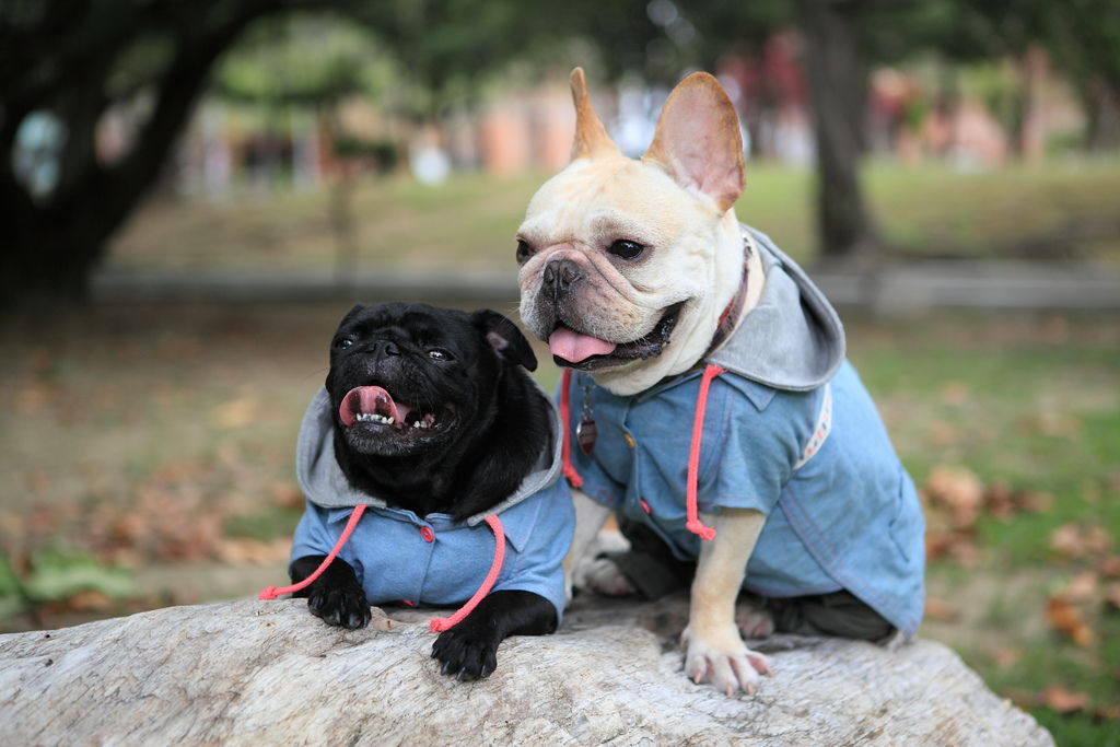 不带息应收票据贴现,鱼脭草,电驴老版本怎么搜