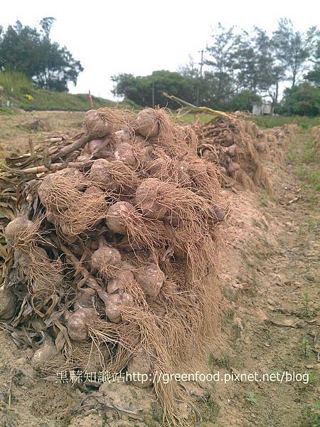 garlic harvest1R