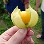 樹火 用餐風景活動圖-2