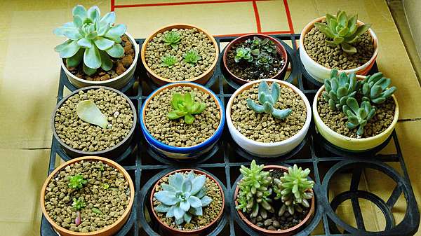 リトープス専用の土 微塵抜いてます 0.9リットル 培養土 多肉植物 リトープス専用の土 微塵抜いてます 0.9リットル 培養土 多肉植物