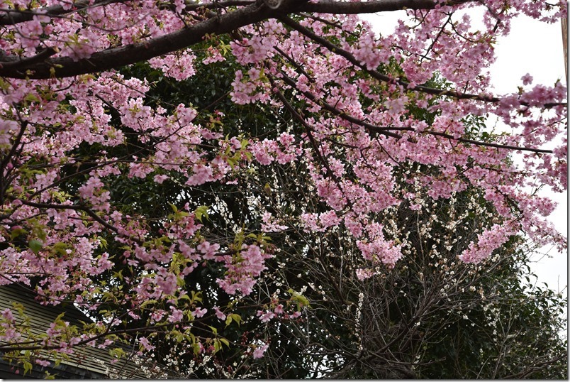 DSC_6419 DSC_6419