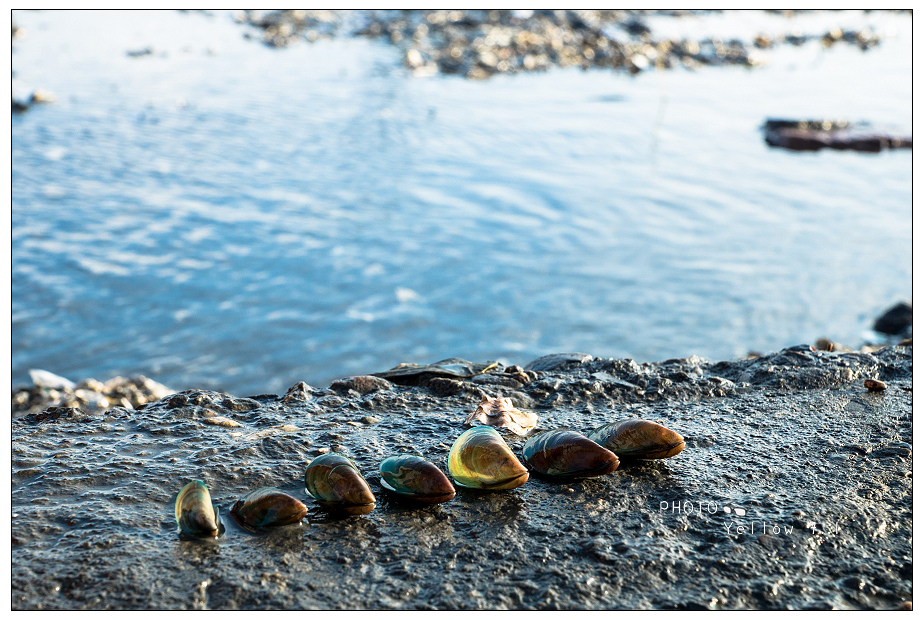带路】海牛之路,通往海中央的神秘小径--芳苑湿